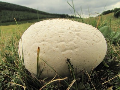 Giant Puffball Mushroom