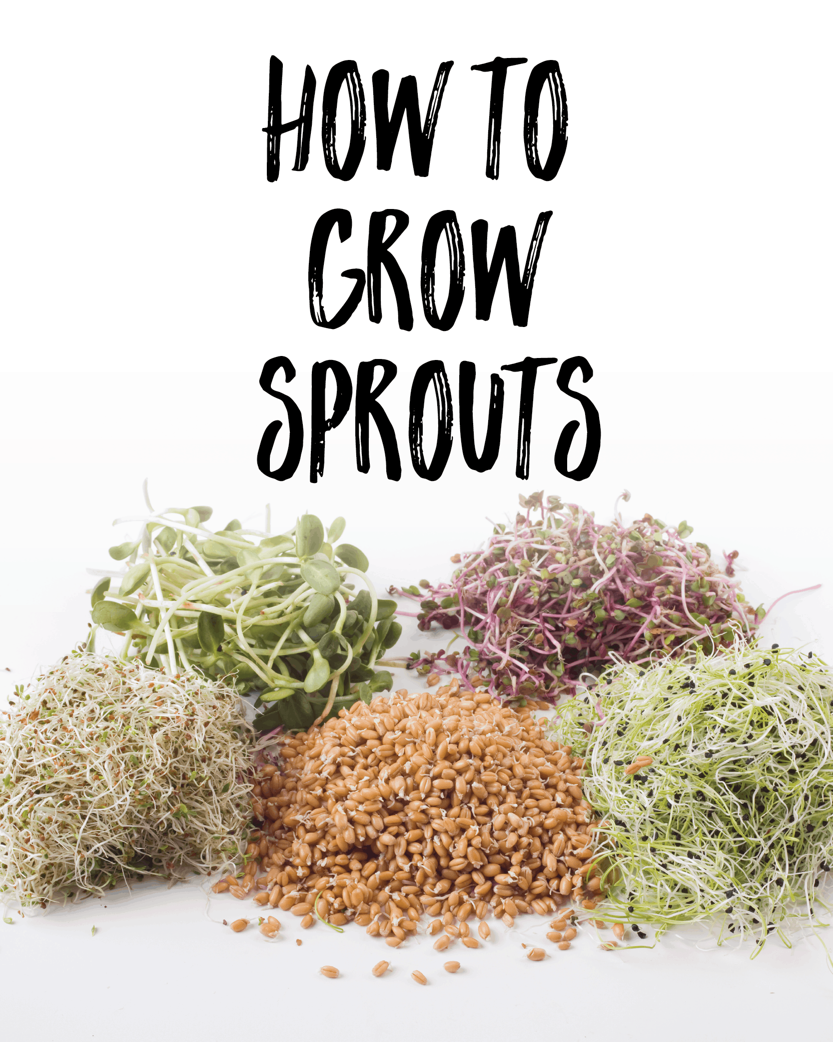 How to Grow Sprouts at Home Health Starts in the Kitchen
