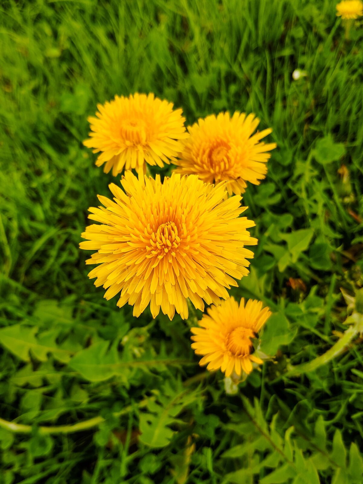 Dandelion root tea is an effective natural way to detoxify the liver and kidneys. It may also help relieve symptoms of joint pain, bloating, gas, and other problems. Learn how to make dandelion root tea here.