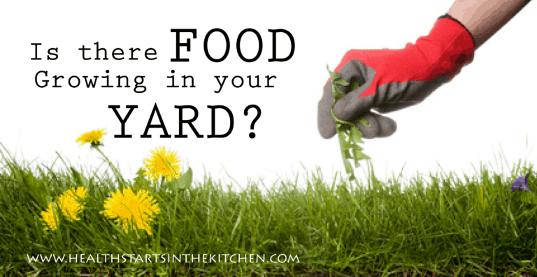 Dandelion and Other Wild Edible Plants – The Hidden Food in Your Yard