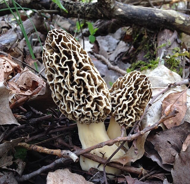 Morel Mushrooms Pennsylvania 2014