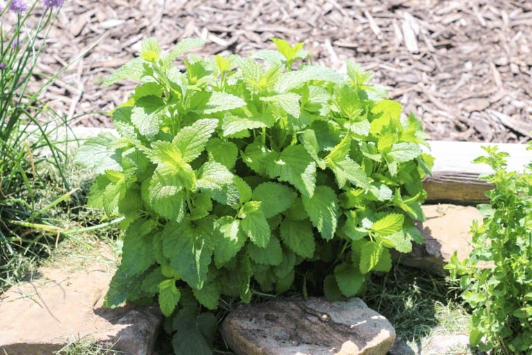 How to Make the Best Lemon Balm Tea at Home
