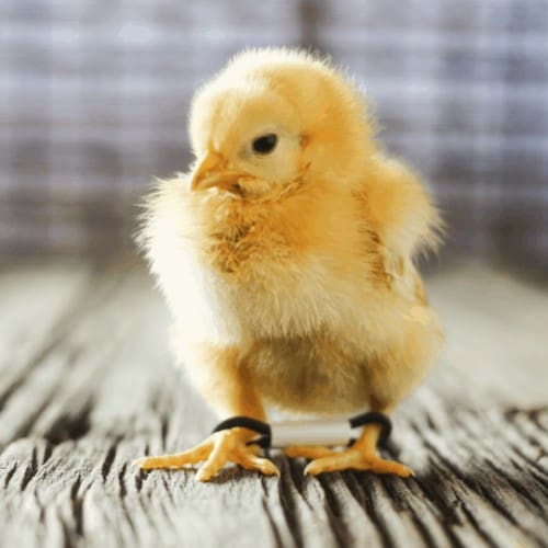 How to Fix Splayed Leg or Spraddle Leg