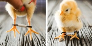 Raising Chickens: How to fix Splayed Leg or Straddle Leg