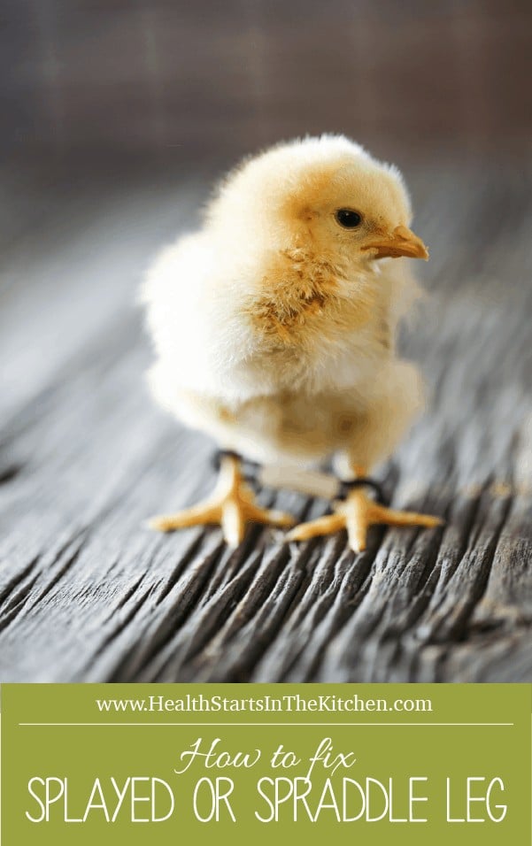 Raising Chickens: How to fix Splayed Leg or Straddle Leg