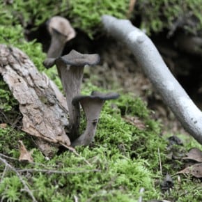 Wild Foraged Black Trumpet Mushroom Spread