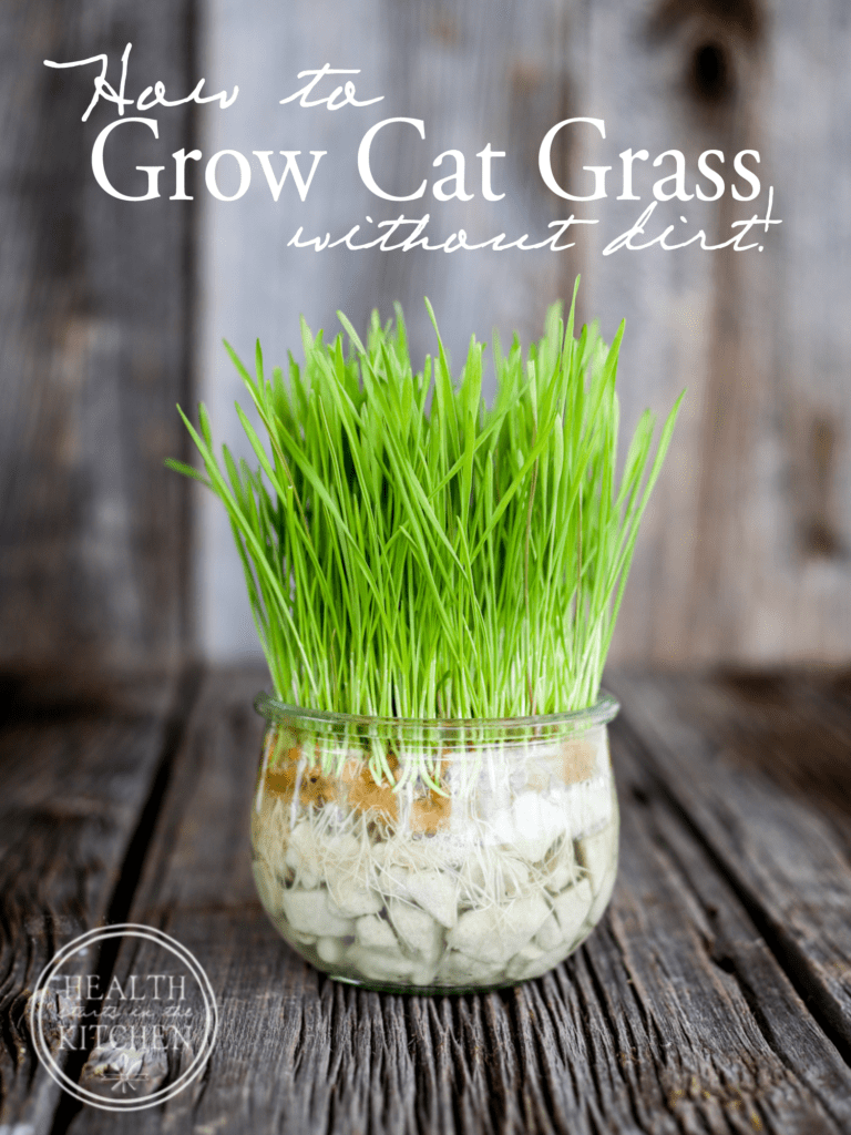 How to Grow Cat Grass Without Dirt Health Starts in the Kitchen