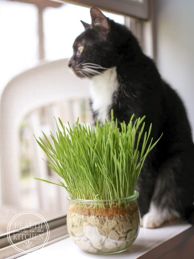 How to Grow Cat Grass {without dirt}