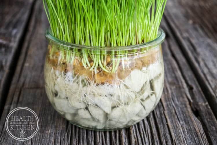 The Easiest Way to Grow Cat Grass Indoors No Dirt Needed! Health