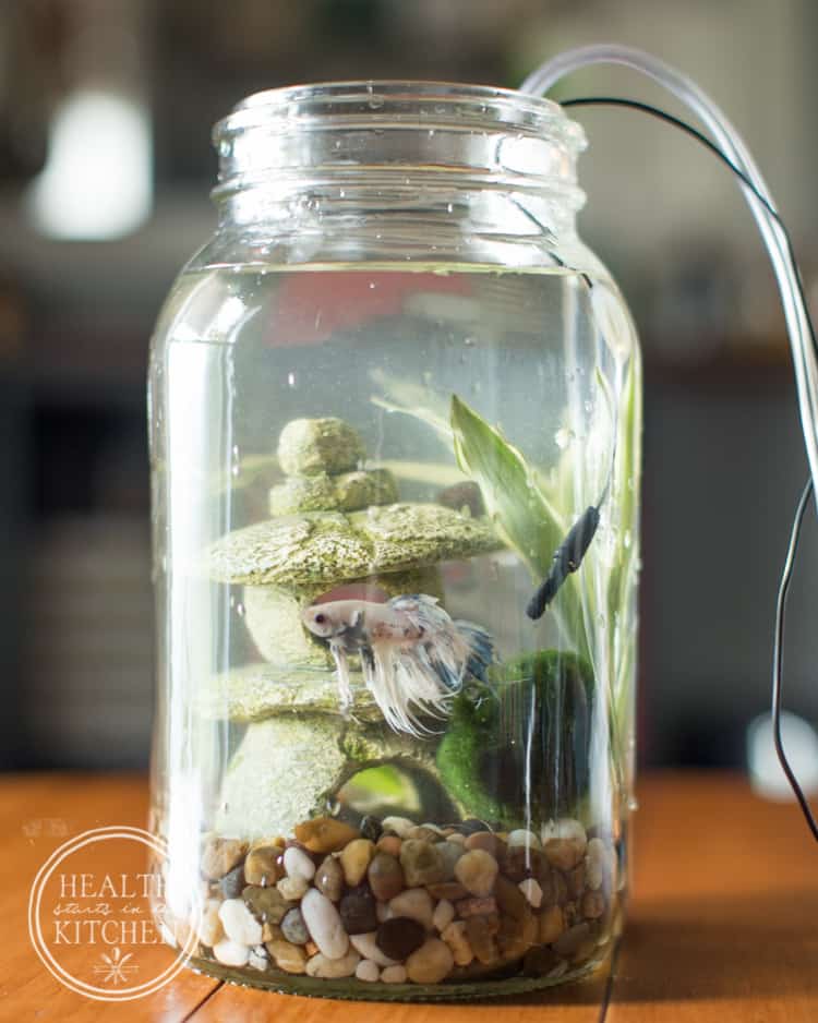 How to Make a Mason Canning Jar Aquaponics Aquarium