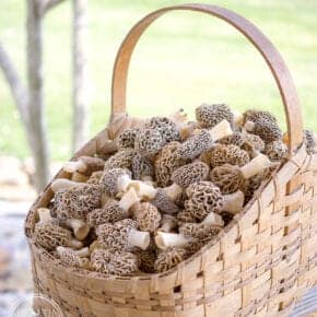 How to Clean and Store Morel Mushrooms