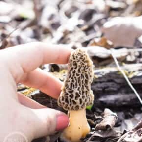 Wild Foraged Morel Mushrooms