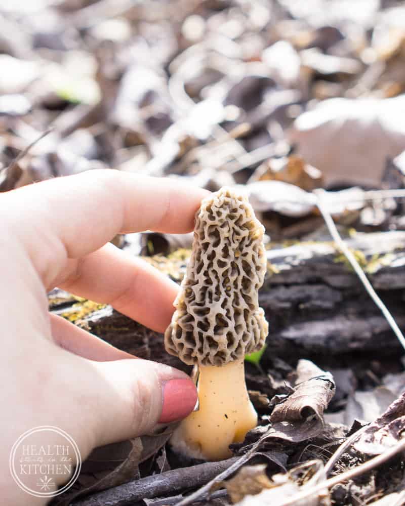 Wild Foraged Morel Mushrooms