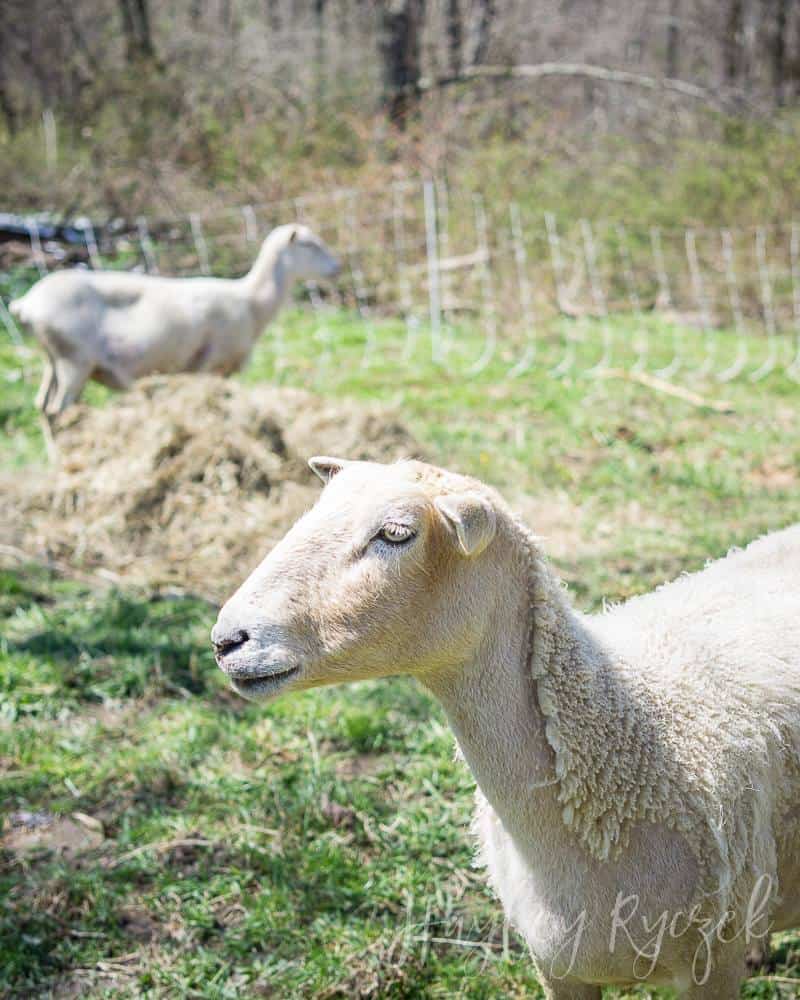 Naturally Raised Lambs at Footprints Farm