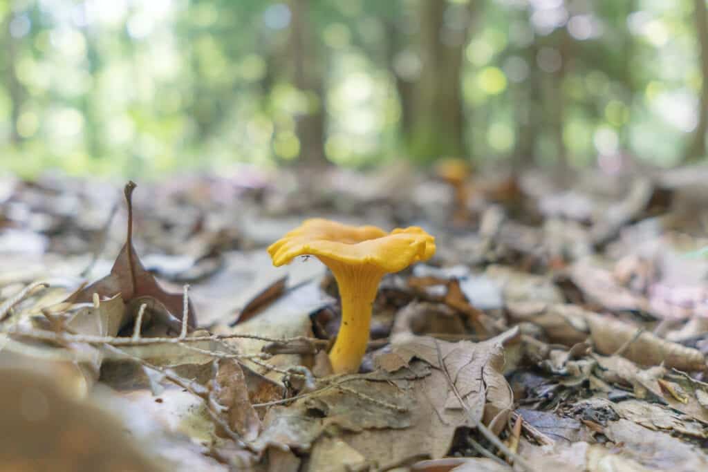 Chanterelle Mushroom Fondue