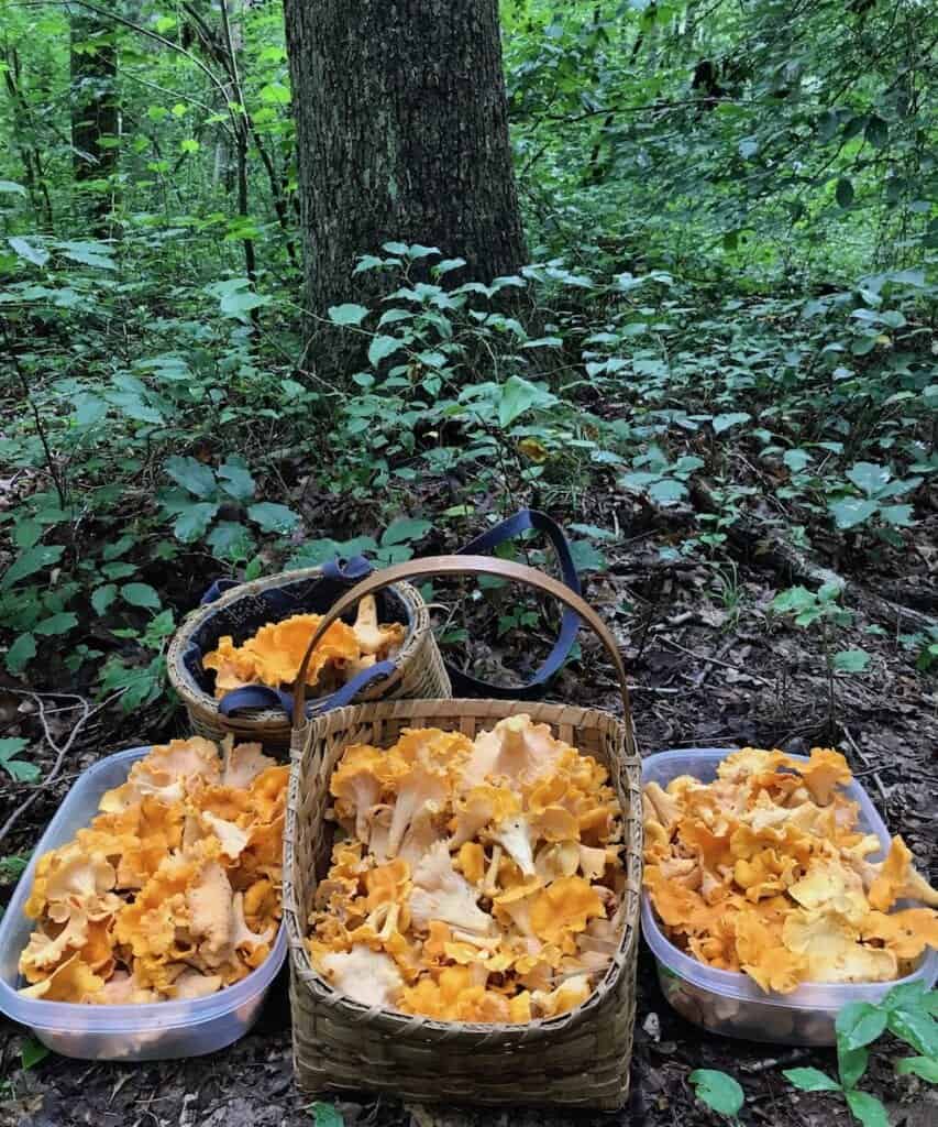 baskets of Chanterelle Mushrooms from 2017 in the woods
