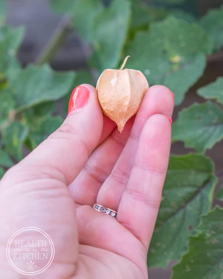 Ground Cherry Salsa