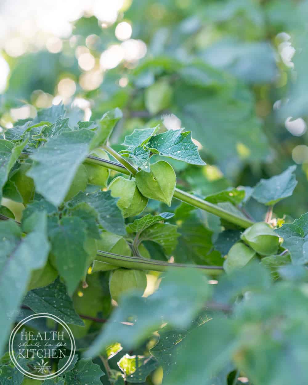 ripe golden ground cherries in their papery husks