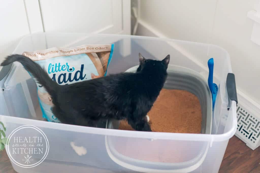 How to Upgrade to a Healthier Litter Box - Health Starts in the Kitchen