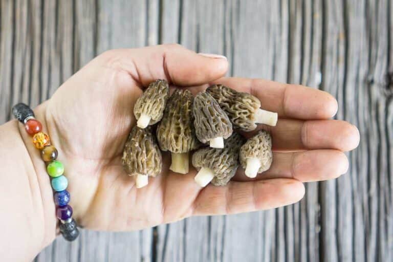 What to Forage for in April; Morel Mushrooms and Ramps