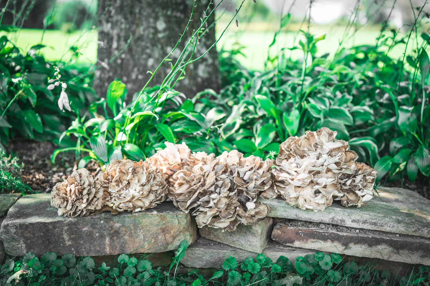 5 ways to Preserve Maitake Hen of the Woods Mushrooms