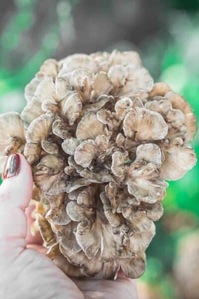 5 ways to Preserve Maitake Hen of the Woods Mushrooms