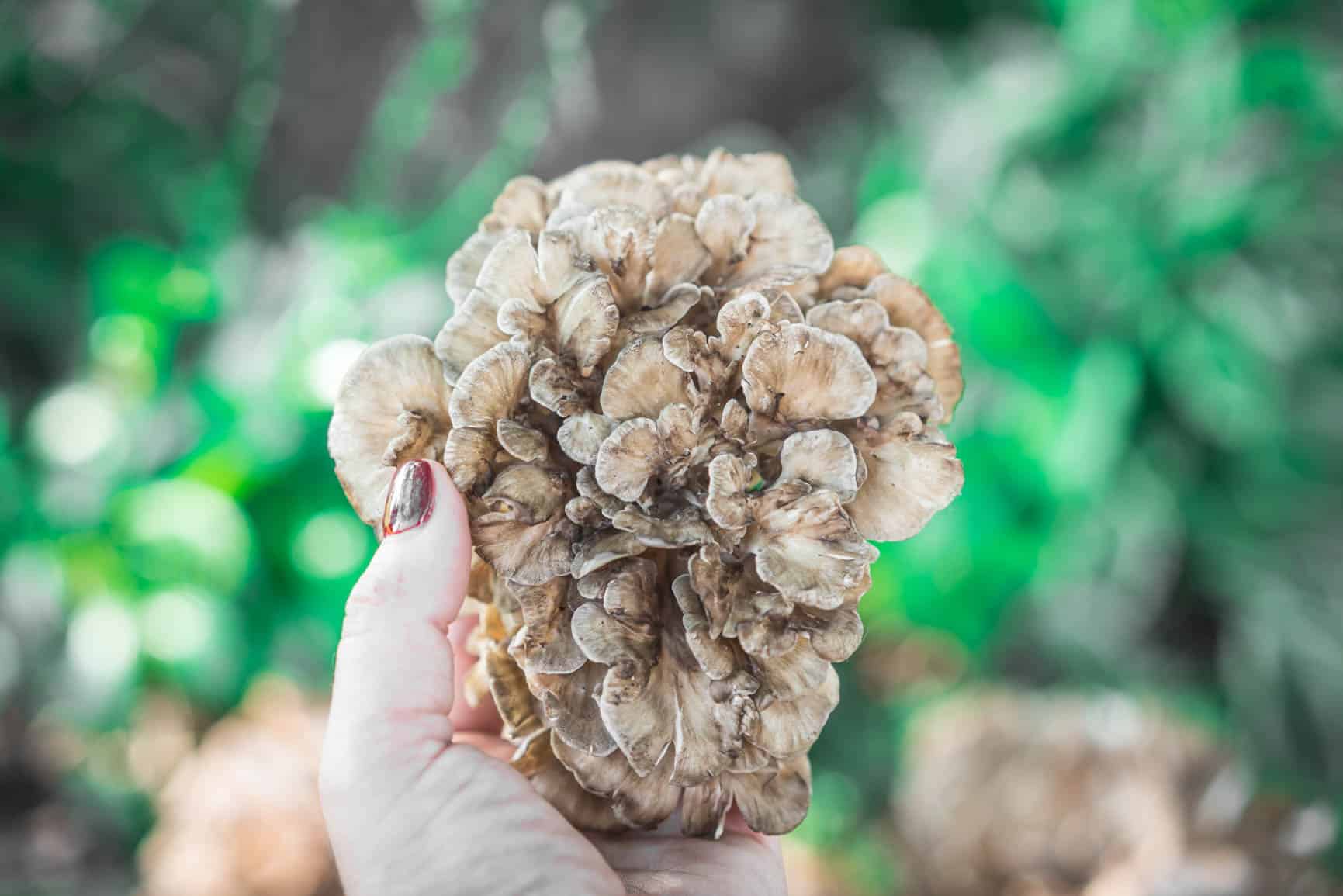 5 ways to Preserve Maitake Mushrooms