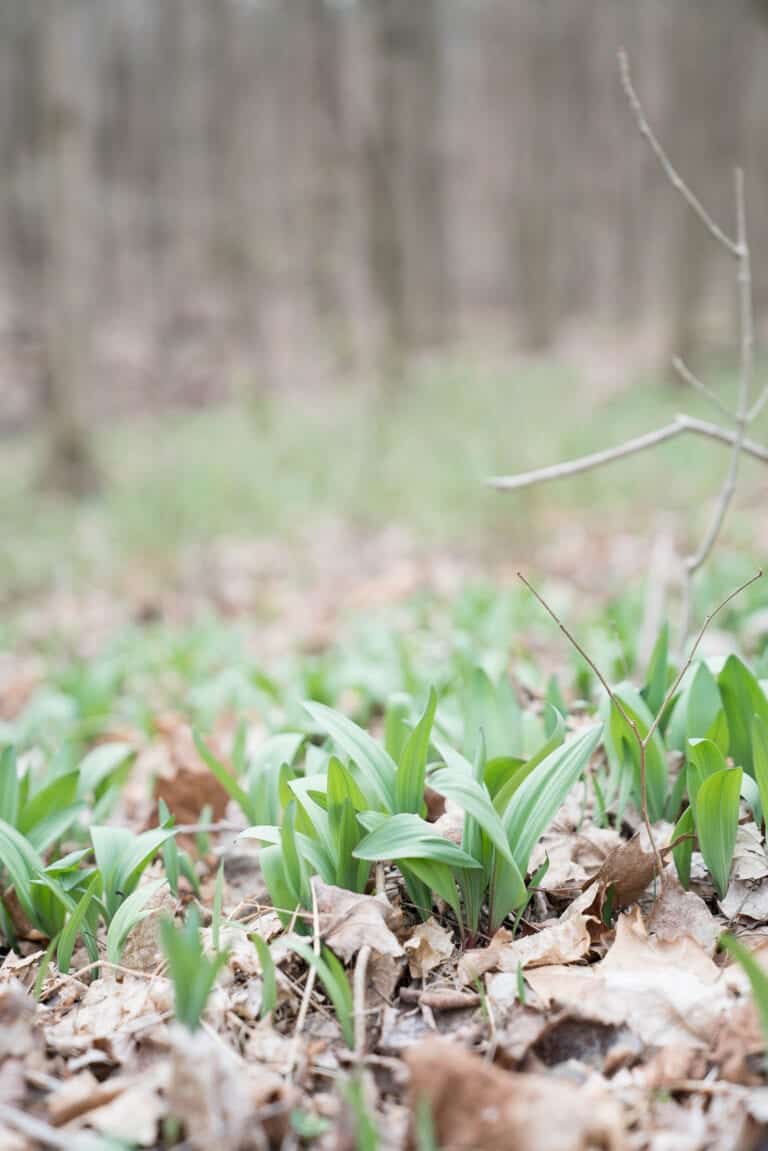 20+ Best Wild Ramps Recipes Health Starts in the Kitchen