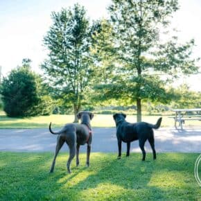 Are you giving your fur-baby healthy drinking water?? Learn how to get the Healthiest Drinking Water for Dogs with PRIMO WATER AD