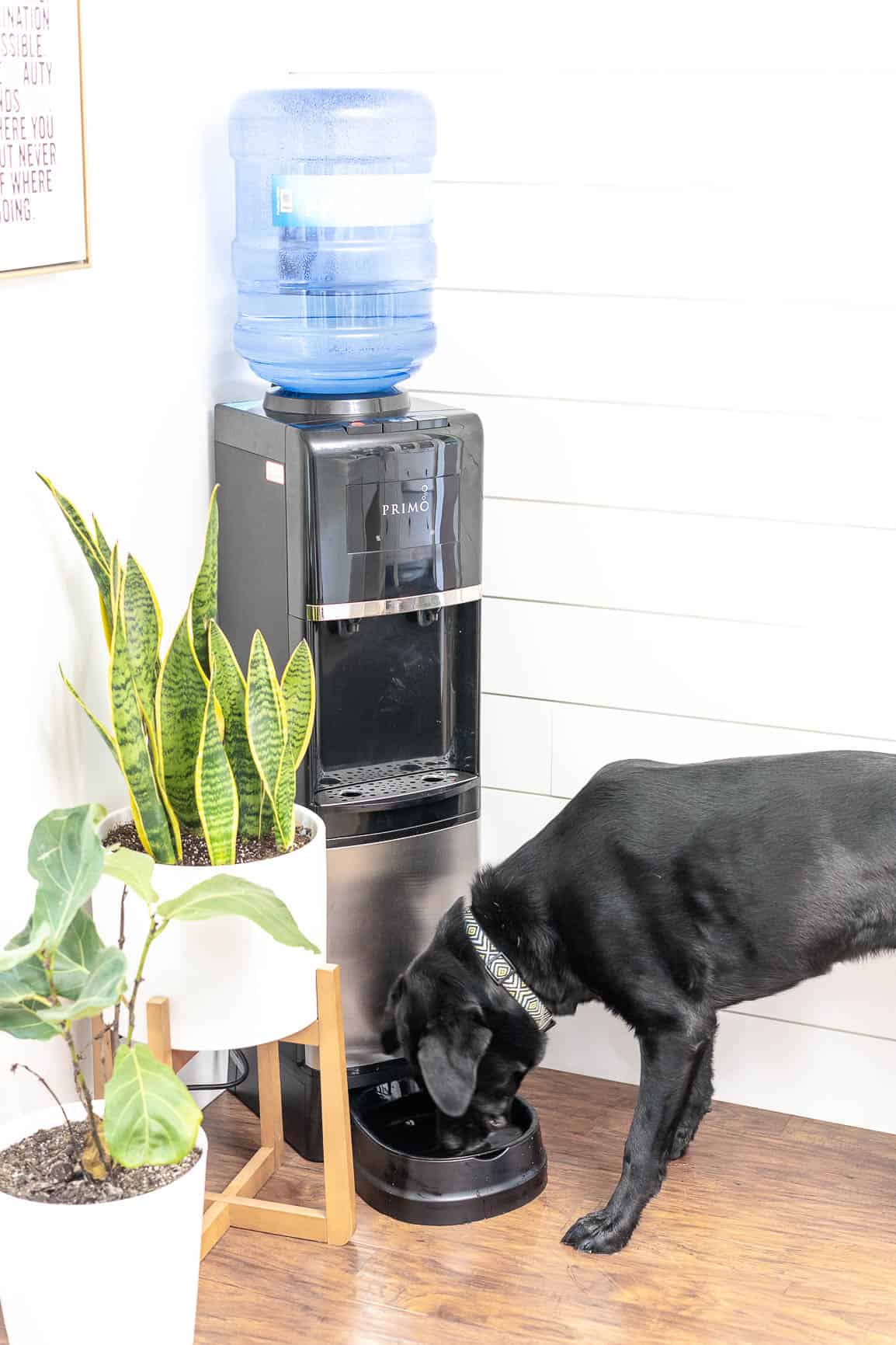 Are you giving your fur-baby healthy drinking water?? Learn how to get the Healthiest Drinking Water for Dogs with PRIMO WATER AD