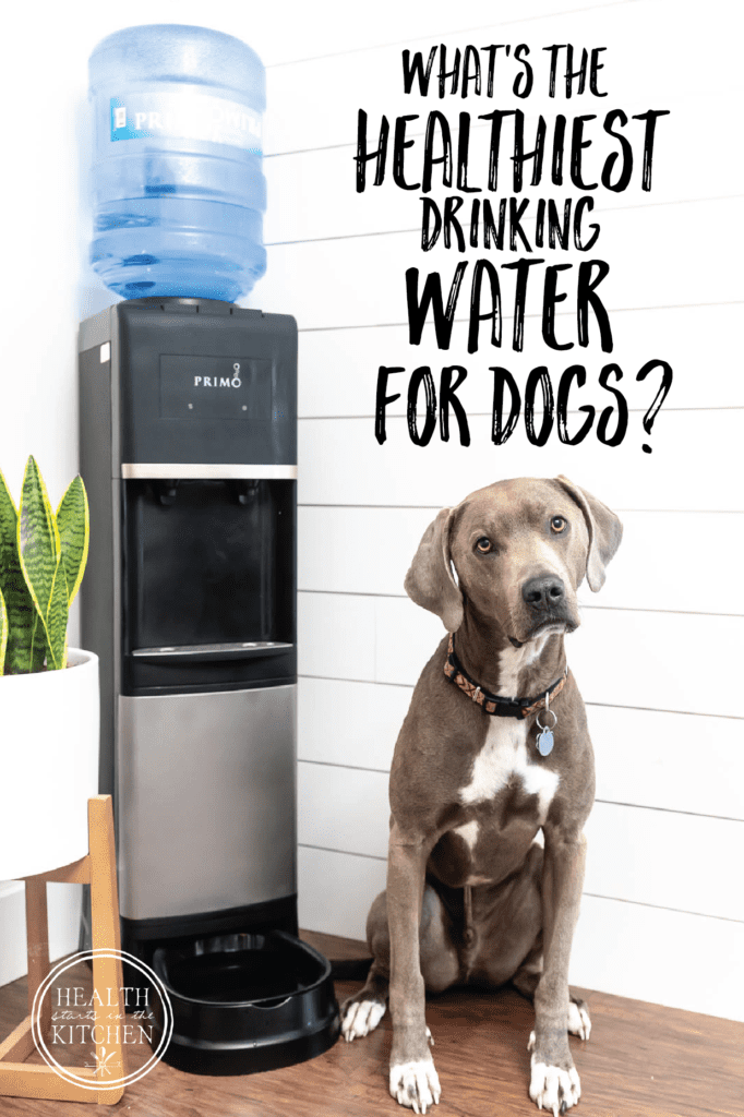 What is the Best Water for Dogs? Health Starts in the Kitchen