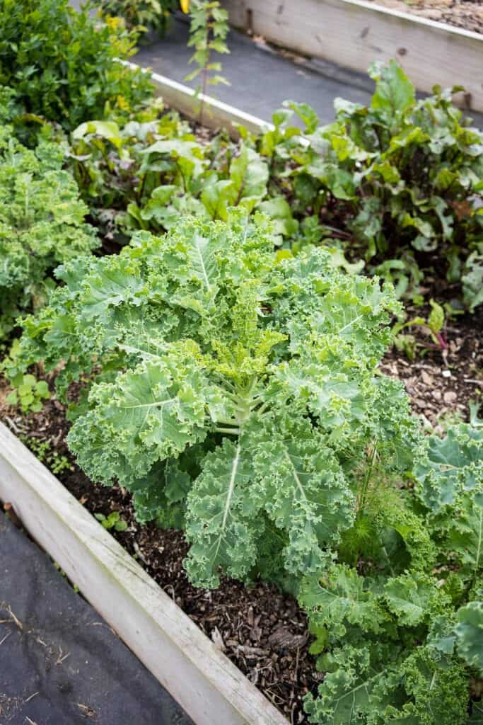 Vegetarian Cauliflower Gnocchi Tikka Masala Recipe – Health Starts in ...