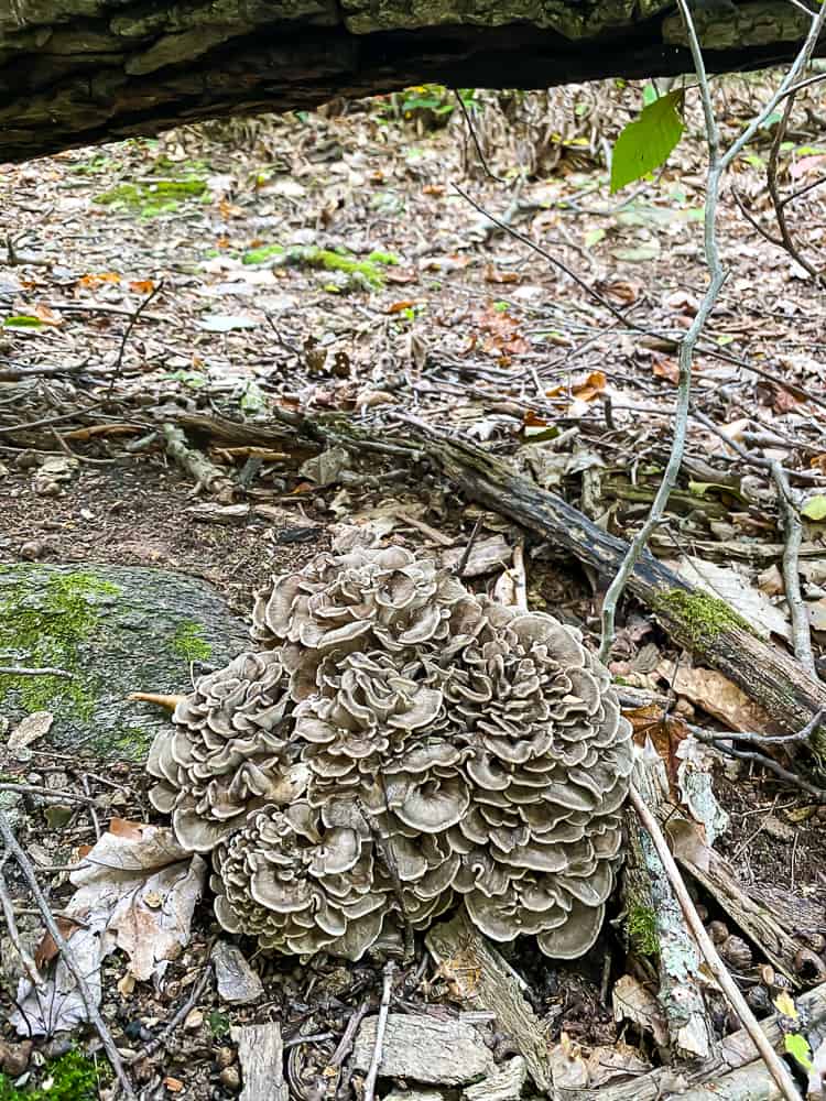 maitake mushrooms growing on the forest floor
