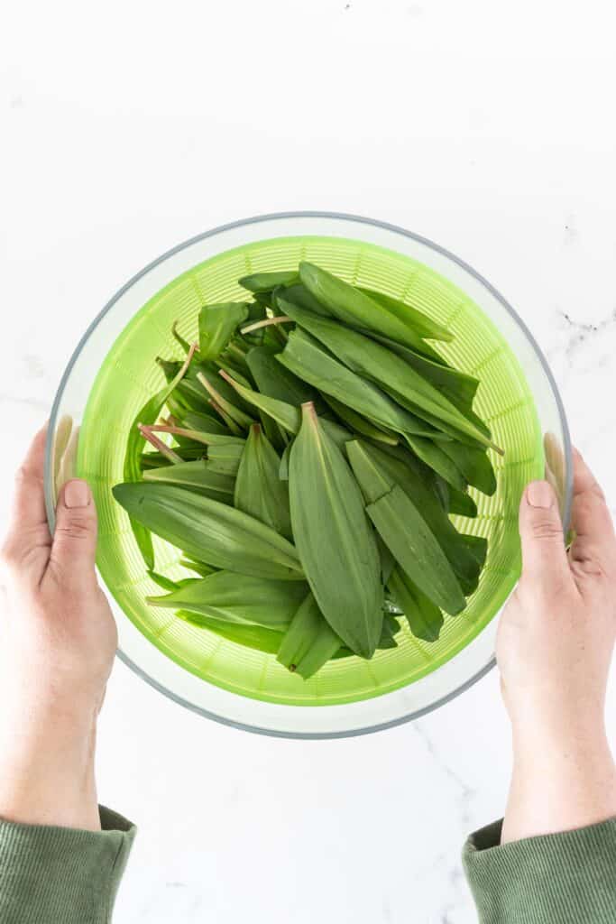 Ramp leaves in salad spinner with hands on the side