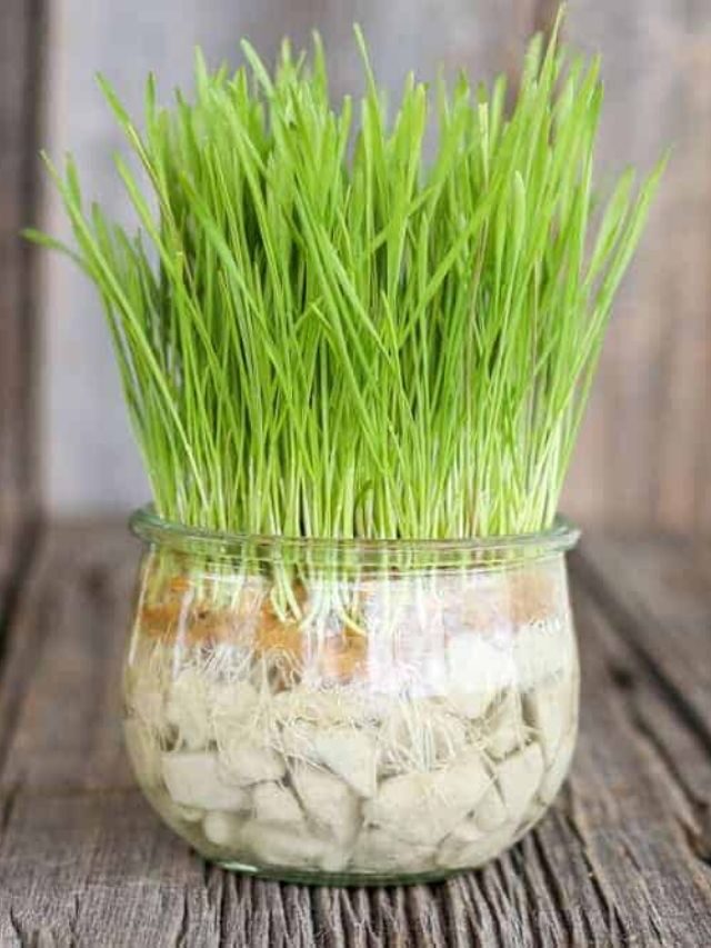The Easiest Way to Grow Cat Grass Indoors (without dirt)