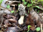 How to Clean and Store Morel Mushrooms – Health Starts in the Kitchen