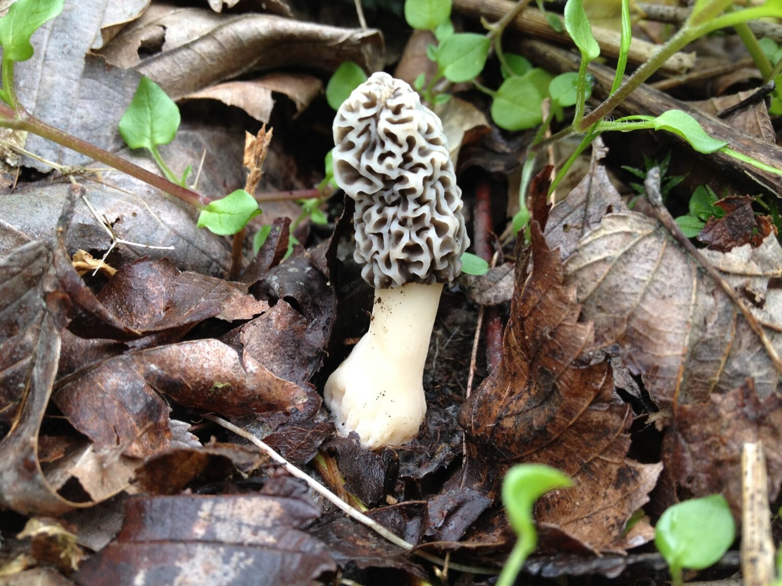 How to Clean and Store Morel Mushrooms Health Starts in the Kitchen