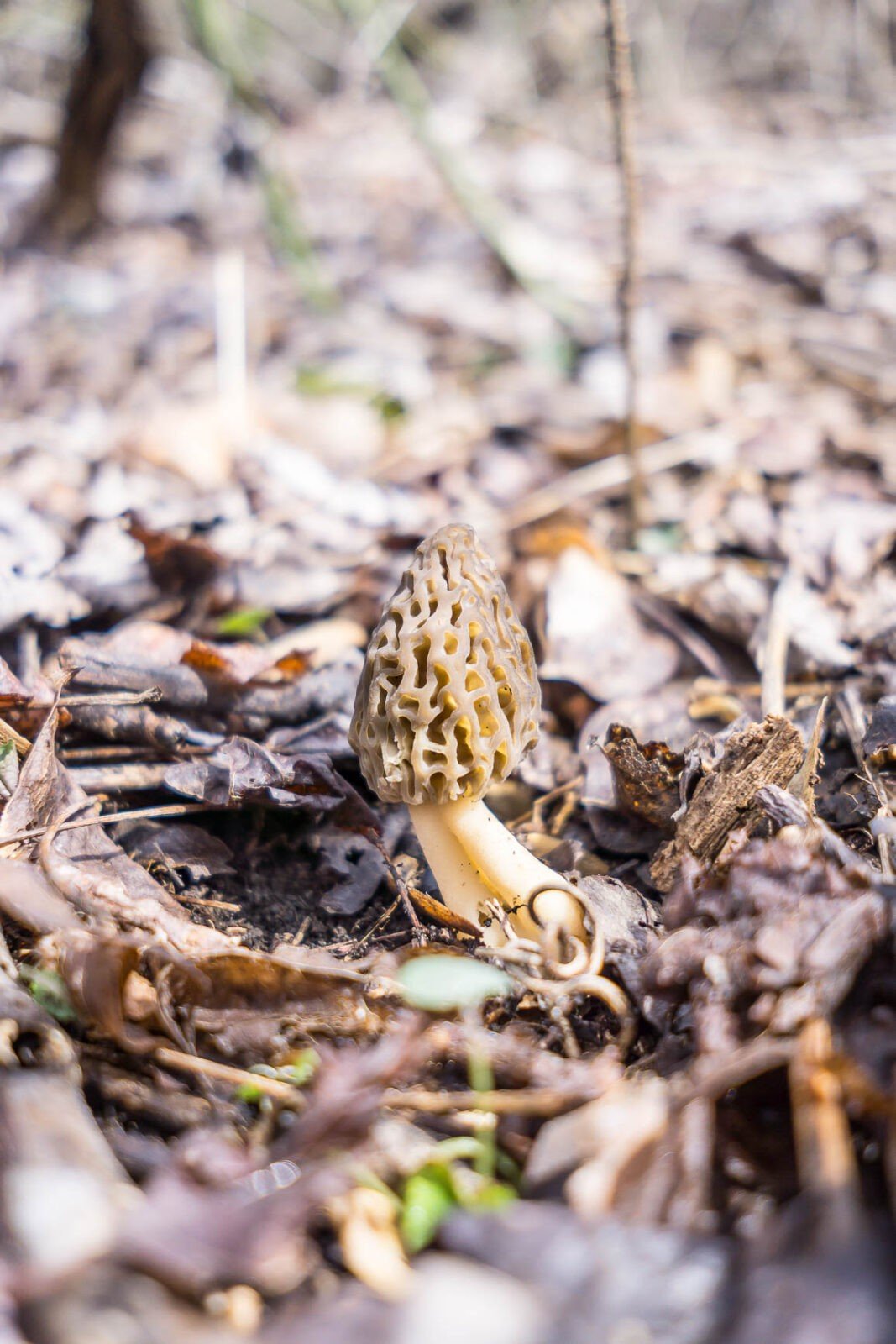 How to Clean and Store Morel Mushrooms