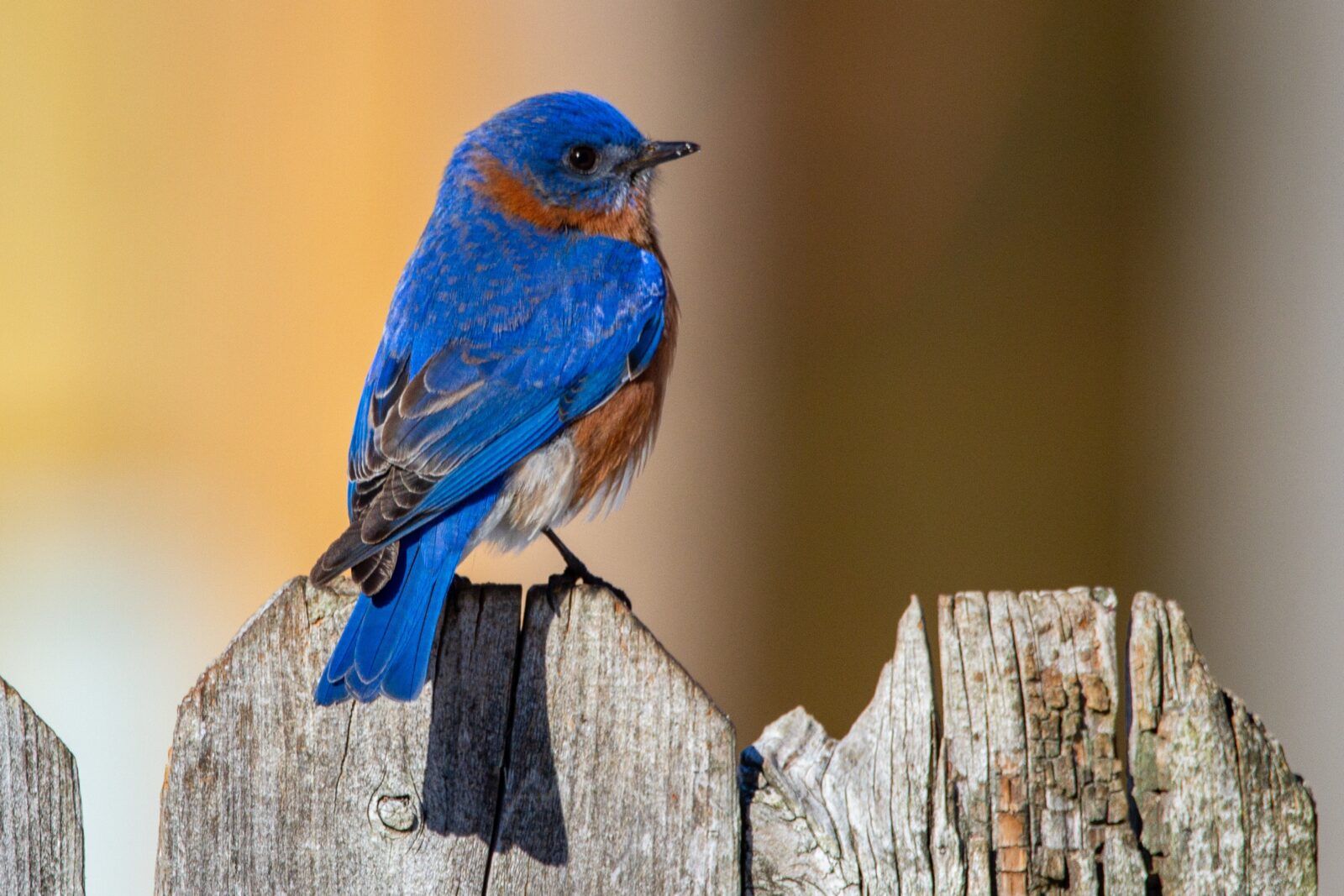 Creating A Bird-Friendly Garden: Tips For Attracting Colorful Visitors