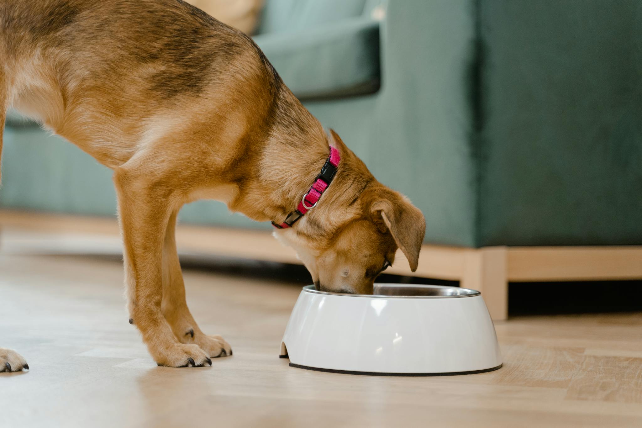 15 Tips to Improve a Dog's Appetite Health Starts in the Kitchen