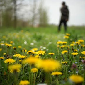 Close-up of yellow dandelions in a spring field with a blurred figure in the background.