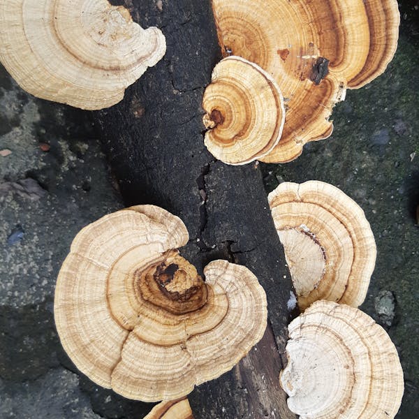Detailed view of turkey tail fungi on a log, showcasing natural patterns.