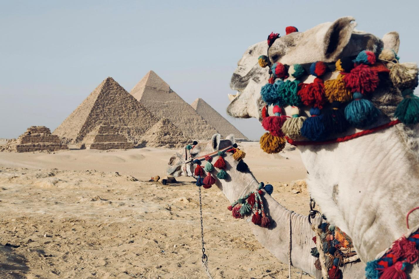Camel in front of pyramids.