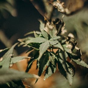 Detailed close-up photograph of cannabis leaves, highlighting natural growth and texture.