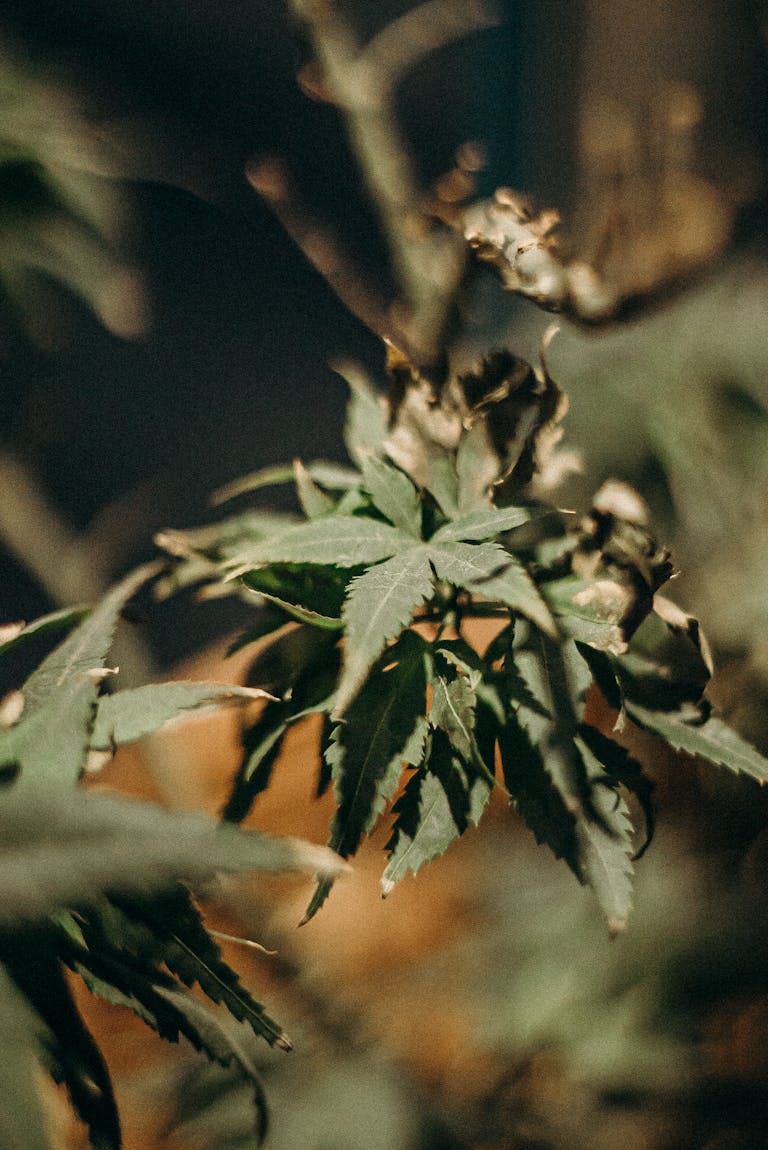 Detailed close-up photograph of cannabis leaves, highlighting natural growth and texture.