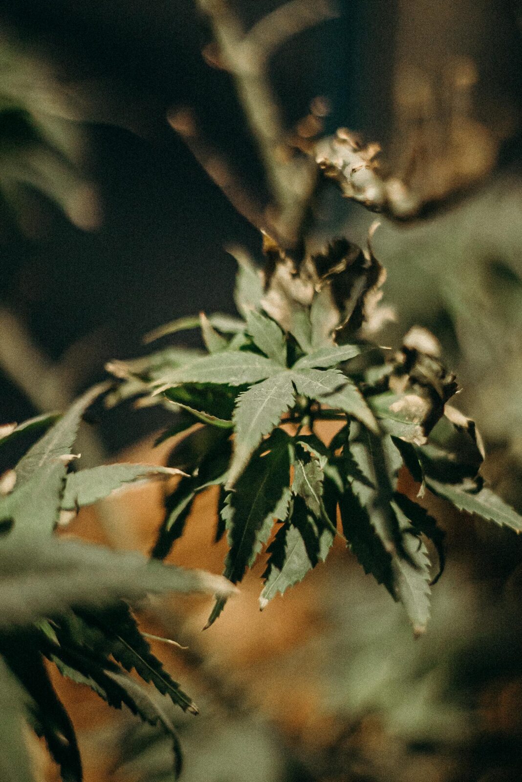 Detailed close-up photograph of cannabis leaves, highlighting natural growth and texture.