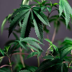 Vibrant green cannabis plant with focus on lush leaves, showcasing natural growth and freshness.