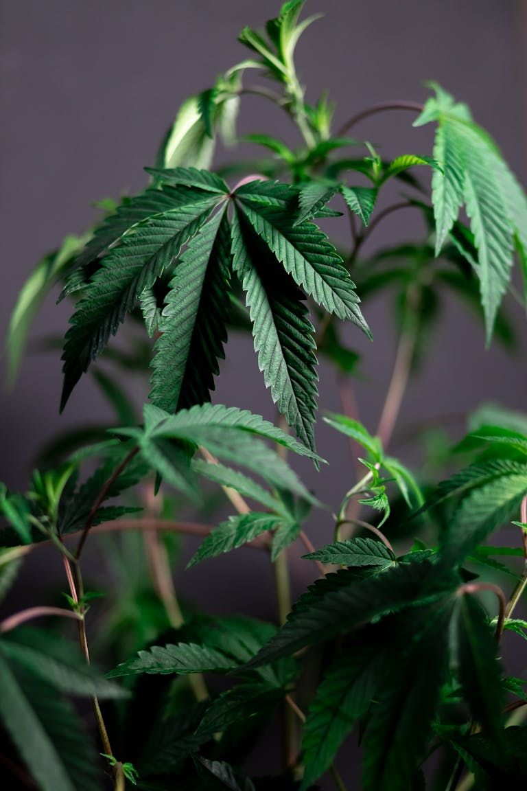 Vibrant green cannabis plant with focus on lush leaves, showcasing natural growth and freshness.