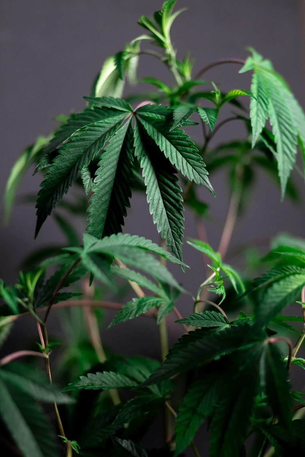 Vibrant green cannabis plant with focus on lush leaves, showcasing natural growth and freshness.