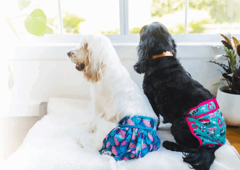 Two dogs wearing colorful shorts